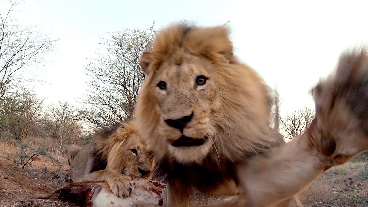 drone vs lion