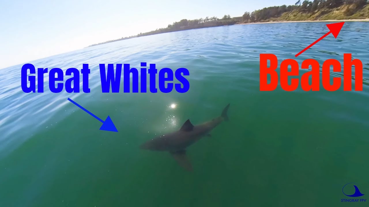 drone vs requin