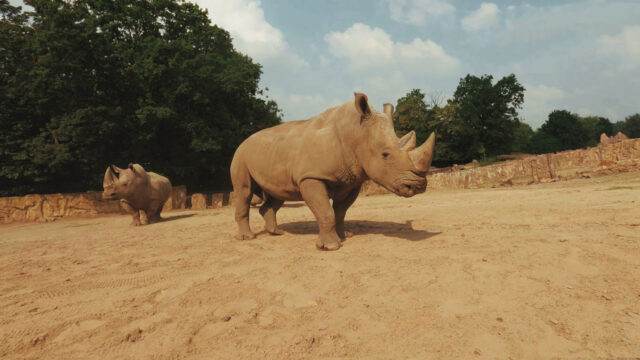 rhinoceros vs drone fpv