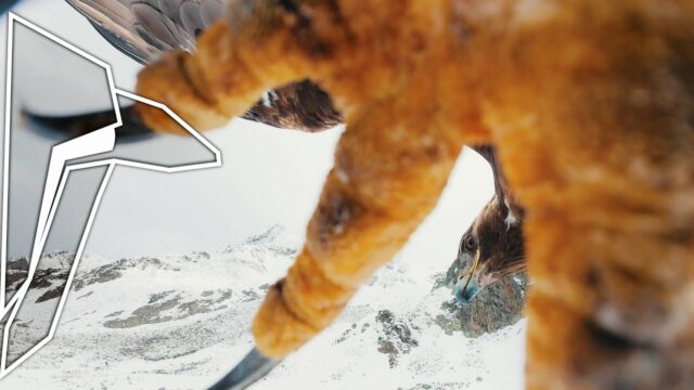 drone VS Aigle attaque